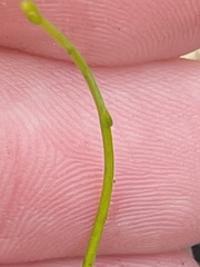 Thysanotus patersonii