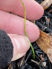 Thysanotus patersonii
