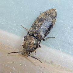 Prosternon tessellatum