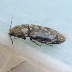 Prosternon tessellatum