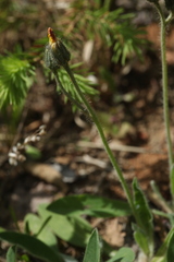 Pilosella schultesii