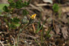 Pilosella schultesii