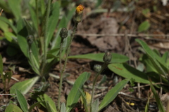 Pilosella schultesii