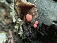 Lycogala epidendrum