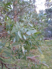 Eucalyptus acaciiformis