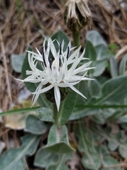 Centaurea pindicola
