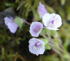 Veronica regina-nivalis