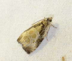 Olethreutes connectum