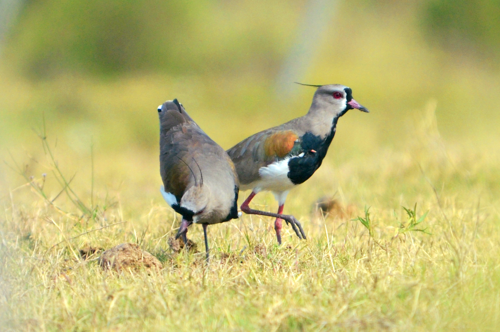 Caravana Vanellus chilensis NaturaLista Colombia