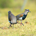 Southern Lapwing - Photo (c) Diego Caballero, some rights reserved (CC BY-NC), uploaded by Diego Caballero