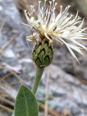 Centaurea pindicola