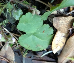 Veronica regina-nivalis