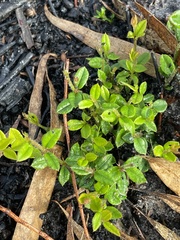 Bossiaea cinerea