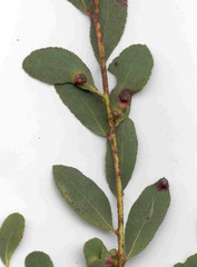 Eucalyptus acaciiformis