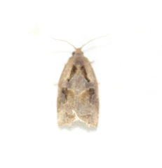 Archips grisea