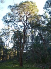 Eucalyptus acaciiformis