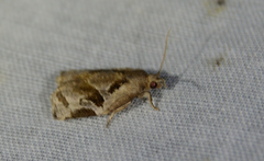 Archips grisea