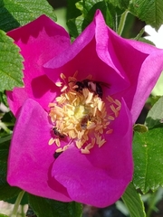 Rosa rugosa