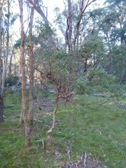 Eucalyptus acaciiformis