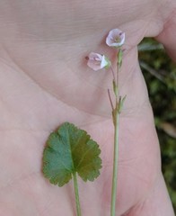 Veronica regina-nivalis