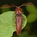 Dicrepidius palmatus - Photo (c) skitterbug, some rights reserved (CC BY), uploaded by skitterbug