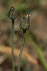 Pilosella schultesii