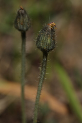Pilosella schultesii
