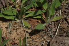 Pilosella schultesii
