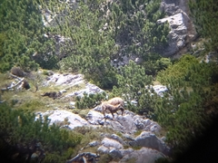 Rupicapra rupicapra balcanica