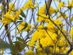 Handroanthus serratifolius