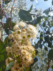 Eucalyptus magnificata