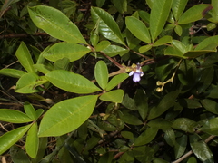 Vitex harveyana