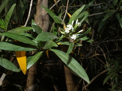 Pavetta lanceolata