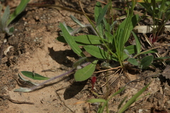 Pilosella schultesii