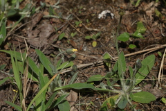 Pilosella schultesii