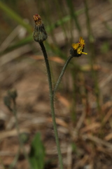 Pilosella schultesii