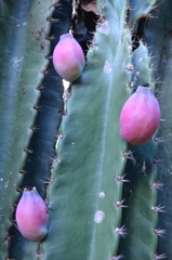 Cereus bicolor