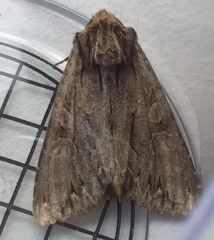 Apamea monoglypha