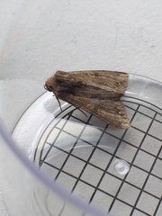 Apamea monoglypha