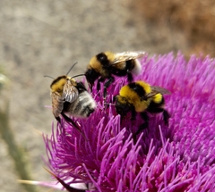 Bombus cryptarum