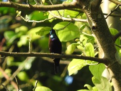 Chalcomitra rubescens