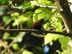 Chalcomitra rubescens