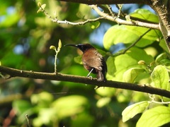 Chalcomitra rubescens