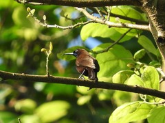 Chalcomitra rubescens