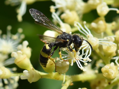 Ornate-tailed Digger Wasp, Groesbeek, Nederland, photo 9 of 10