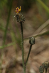 Pilosella schultesii