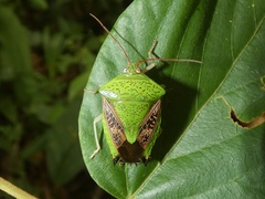 Pygoda ramosa