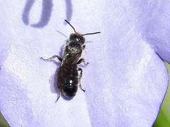 Chelostoma rapunculi