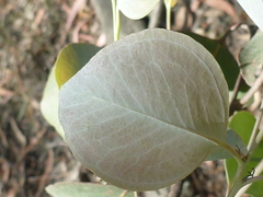 Eucalyptus magnificata