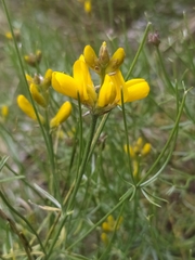 Genista radiata